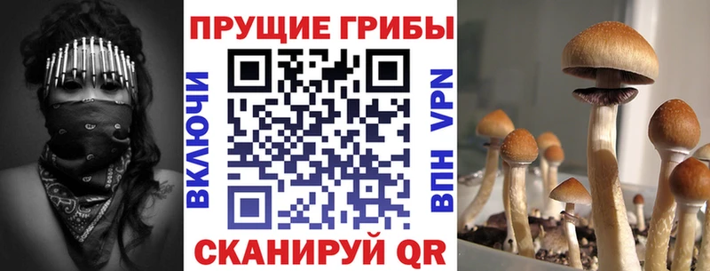 Псилоцибиновые грибы Cubensis купить наркотики цена Саки